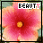 A 4x3 contact sheet of an animated flower icon showing sequential frames with the word "BEAUTY" above each frame, featuring a pink and orange hibiscus-like bloom against a green background.