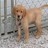 Pixelated static image of a light brown dog standing on a textured surface with blurred background elements.