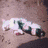 Animated icon shows a white cat lying on brown ground, then standing in a doorway with an orange tabby beside it, and finally displaying 'bad cat' text.
