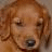 Two side-by-side golden retriever dog faces with a black bar containing "aww" text below, displayed as a contact sheet of four frames.