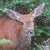 Pixelated image of a light brown elk with large antlers against green foliage, next to bright green text reading 'Original Icons .com' on dark green background.