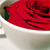 A red rose with dark red and black accents on a white plate, viewed from a slightly elevated angle with a blurred green background.