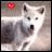 Pixelated dog with open mouth and alert expression, red heart in top-left corner, blue heart in top-right corner.