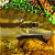 Static pixelated image of a yellowish-brown landscape with green foliage at the top and dark shapes resembling rocks or trees in the middle ground, rendered in low-resolution 256x256 pixels.