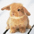 A pixelated light brown rabbit with long ears sits on a white background, next to green text reading 'what we talking 'bout?' on a white background with green swirls.