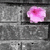 A pink flower icon with a red center sits on a gray brick background, appearing in three positions across the