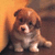 Pixelated static image of a small dog with brown and white fur sitting against an orange-brown gradient background.