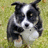 Pixelated close-up of a dog's face with black and white fur, set against a blurred green background.