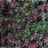Animated icon with shifting green and pink floral patterns on a dark background, transitioning between dense foliage and scattered blooms.