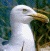 A pixelated bird with white feathers and a yellow beak stands against a blurred background, next to green text reading 'Original Icons .com' on a dark green