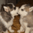 Two puppies with brown and white fur lie close together on a brown surface, while a blue displays pixelated text