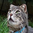 Flickr: The Help Forum: Can't see any images (China June 7th 12.30pm) 中国－看不见图片