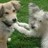 Two light-colored dogs with dark eyes and noses stand close together on green grass, one facing forward while the other looks slightly left.