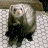 A 2x2 contact sheet of a buddy icon featuring a ferret, a man in a blue shirt, and the text "Along Came Polly" on a white background.