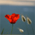A red flower with a dark center and green stem against a blue background, with three smaller light-colored objects nearby.