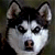 A 50x50 pixel buddy icon featuring a husky dog on the left and "SNOW DOGS" text logo on the right, displayed as a static contact sheet with two frames.