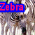 A zebra's head appears in three distinct positions across a , each with red text reading "Zebra" on blue backgrounds