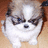 Pixelated dog image with red text overlays on black and gray backgrounds.