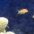 A pixelated image shows a light-colored, rounded object floating against a dark blue background with a blurred white and yellow shape on the left.