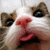 Pixelated close-up of a cartoon animal face with large dark eyes, white fur, and red nose and mouth area.