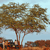 Pixelated static image of a tree with brown trunk and foliage against light blue sky and brown ground.