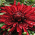 A pixelated red flower with layered petals dominates the frame, set against a blurred green background with hints of dark and light green tones.