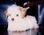 A small white dog with light brown patches appears in five distinct static poses against varied backgrounds including dark blue, red, green foliage, and grass.