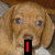 six shows a brown dog with blue eyes and floppy ears, each displaying different red text or symbols over the dog's face
