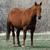 Brown horse standing in profile view with dark legs and tail, set against a blurred background of gray and green tones.