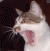 Animated contact sheet of a yawning cat with pixelated text changes across frames on dark background.