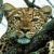 A pixelated contact sheet showing two frames of an animated leopard icon with green text reading "Original Icons .com" on a dark green background.