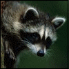 six showing a raccoon and a woman with text variations including 'AWWWW!', 'EWW!', 'support', 'deny', and 'THE RACCOON' or 'THE POSEUR'