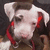 Pixelated close-up of a character with white hair, red accents on the ears and neck, dark eyes, and a neutral expression against a dark background.