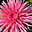 A pixelated pink flower with radiating petals on a dark background, next to green foliage and scattered white circular shapes.