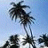 Static pixelated image of palm trees against a light blue sky with white cloud-like patches.