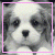 Animated contact sheet showing two frames of a small dog's face with subtle expression changes, framed by pink border and heart symbol on gray background.
