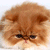 Holiday icons for AIM, MSN, MySpace and Yahoo