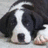 A pixelated dog with black and white fur lies on a light surface, next to purple with white text reading "Save a Stray!" and "Adopt!"