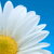A pixelated close-up of a flower with white petals and yellow center against blue background.