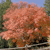 A pixelated tree with orange and brown foliage against a blue sky, surrounded by greenery and dark shapes at the base.