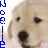Two side-by-side pixelated dog faces with blue text reading "NOPE" vertically on both sides and small pink/blue hearts below the noses.