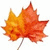 Three autumn maple leaves with orange and yellow gradients, each attached to a thin brown stem on white background.