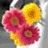Pixelated static image of three stylized flowers with layered petals in pink, red, and yellow hues against a gray background.
