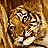 A pixelated image of two tigers with a third tiger below them, all facing forward against a black background with 'TWO BROTHERS' text.