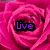 Four distinct floral-themed with text overlays: pink rose, purple rose, mixed flowers, and empty gray space
