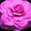 Six pixelated rose icons arranged in two of three, each with distinct solid color fills and no visible text or additional elements