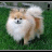 A four-quadrant image with a dog in the top-left, text in the top-right and bottom-left quadrants.