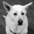 A four- shows a black-and-white dog, a silver flute, a camera lens, and blue text on yellow