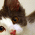 Pixelated close-up of a cat's face showing brown fur, white muzzle, and one visible eye with yellow-brown iris.