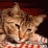 A 48x48 pixel buddy icon featuring a brown tabby cat on the left and green text reading "Original Icons .com" on the right against a dark background.